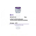 U-Blot® LATS1/2 (Phospho Thr1079/1041) Rabbit Polyclonal Antibody (WP10076) – Figure 1 of 1