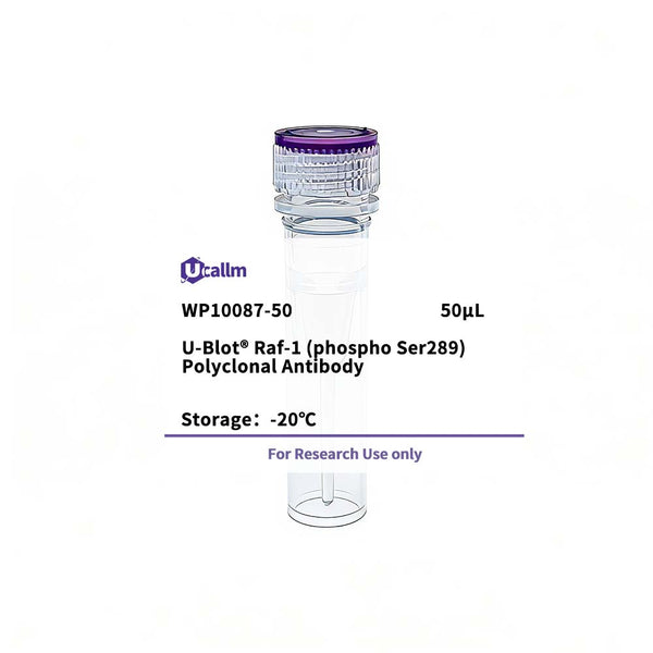 U-Blot® Raf-1 (Phospho Ser289) Rabbit Polyclonal Antibody – Figure 1 of 1