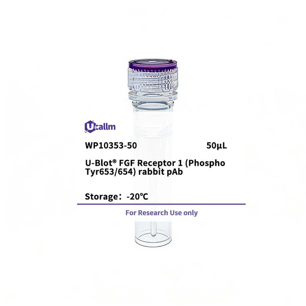 U-Blot® FGF Receptor 1 (Phospho Tyr653/654) Rabbit Polyclonal Antibody – Figure 1 of 1