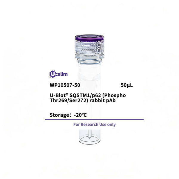 U-Blot® SQSTM1/p62 (Phospho Thr269/Ser272) Rabbit Polyclonal Antibody – Figure 1 of 1