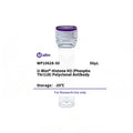 U-Blot® Histone H3 (Phospho Thr118) Rabbit Polyclonal Antibody – Figure 1 of 1