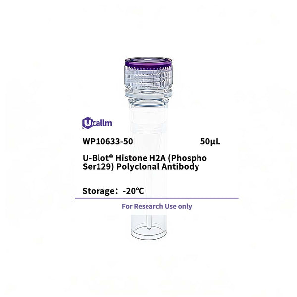 U-Blot® Histone H2A (Phospho Ser129) Rabbit Polyclonal Antibody – Figure 1 of 1