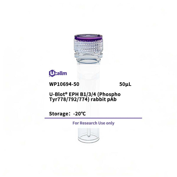 U-Blot® EPH B1/3/4 (Phospho Tyr778/792/774) Rabbit Polyclonal Antibody – Figure 1 of 1