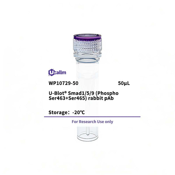 U-Blot® Smad1/5/9 (Phospho Ser463+Ser465) Rabbit Polyclonal Antibody – Figure 1 of 1