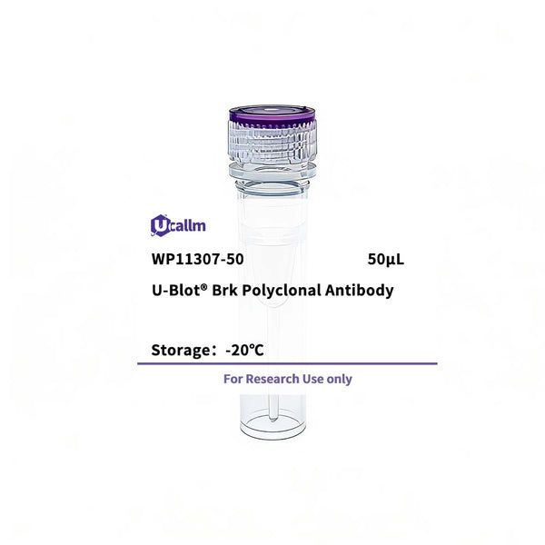 U-Blot® Brk Rabbit Polyclonal Antibody (WP11307) – Figure 1 of 1