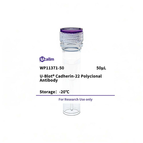 U-Blot® Cadherin-22 Rabbit Polyclonal Antibody – Figure 1 of 1