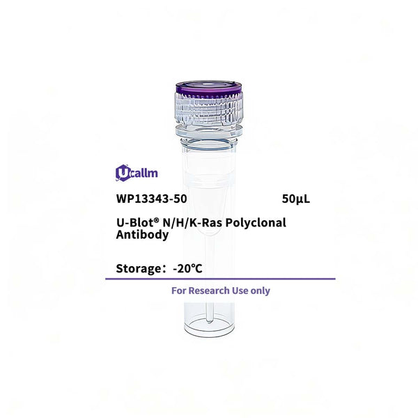 U-Blot® N/H/K-Ras Rabbit Polyclonal Antibody – Figure 1 of 1
