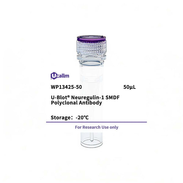 U-Blot® Neuregulin-1 SMDF Rabbit Polyclonal Antibody – Figure 1 of 1