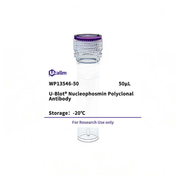 U-Blot® Nucleophosmin Rabbit Polyclonal Antibody – Figure 1 of 1
