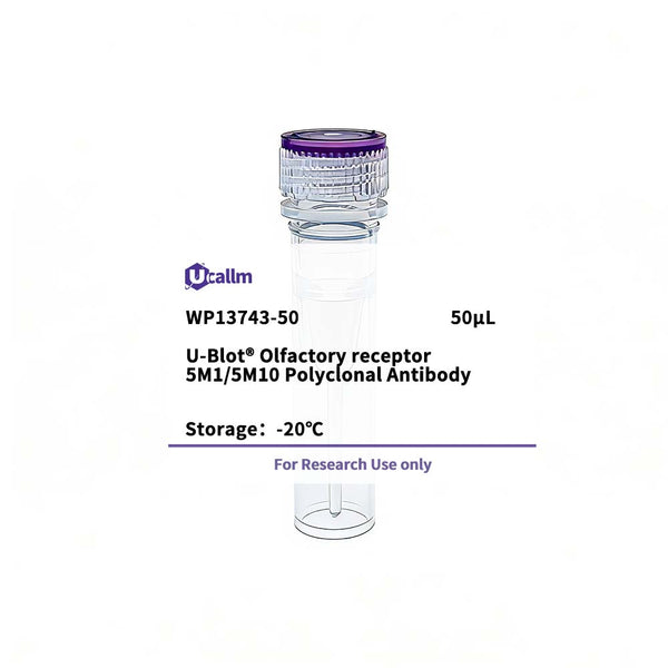 U-Blot® Olfactory receptor 5M1/5M10 Rabbit Polyclonal Antibody – Figure 1 of 1