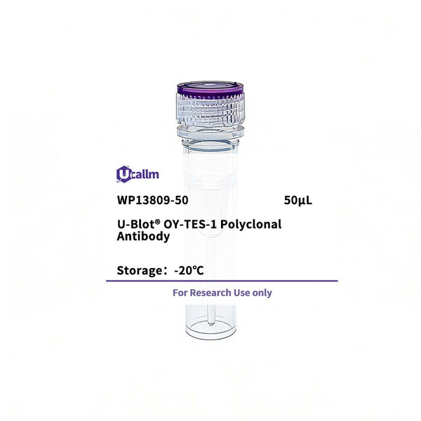 U-Blot® OY-TES-1 Rabbit Polyclonal Antibody – Figure 1 of 1