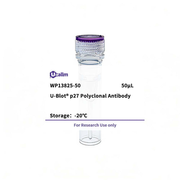 U-Blot® p27 Rabbit Polyclonal Antibody – Figure 1 of 1