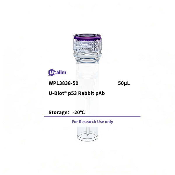 U-Blot® p53 Rabbit Polyclonal Antibody (WP13838) – Figure 1 of 1
