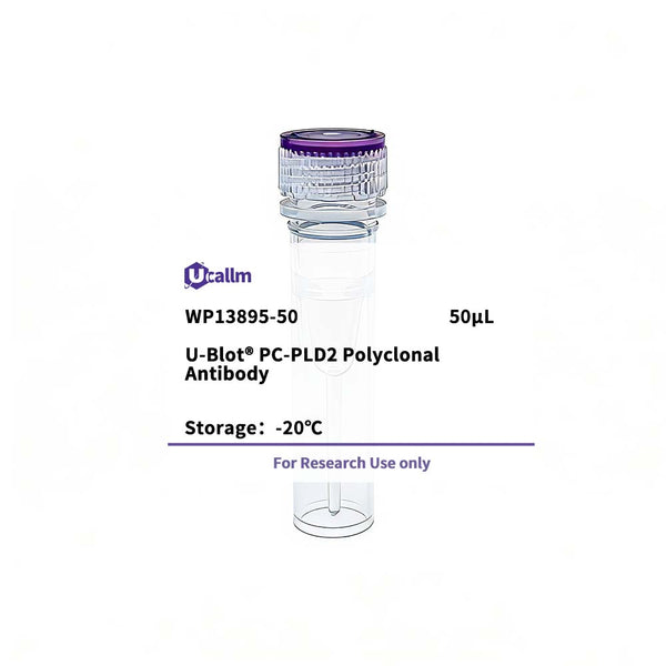 U-Blot® PC-PLD2 Rabbit Polyclonal Antibody – Figure 1 of 1