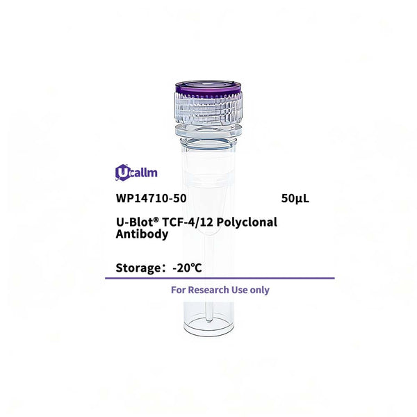 U-Blot® TCF-4/12 Rabbit Polyclonal Antibody – Figure 1 of 1