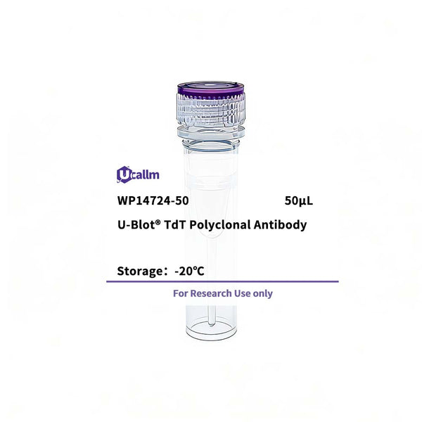 U-Blot® TdT Rabbit Polyclonal Antibody – Figure 1 of 1
