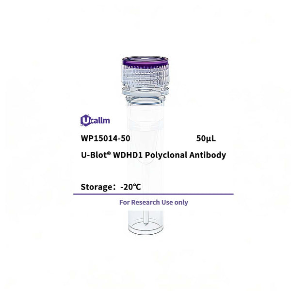 U-Blot® WDHD1 Rabbit Polyclonal Antibody – Figure 1 of 1