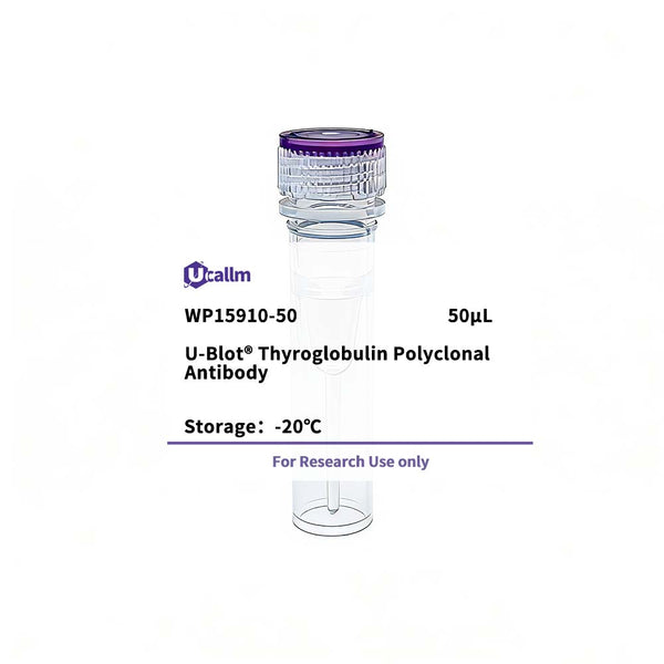 U-Blot® Thyroglobulin Rabbit Polyclonal Antibody – Figure 1 of 1