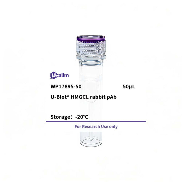U-Blot® HMGCL Rabbit Polyclonal Antibody – Figure 1 of 1