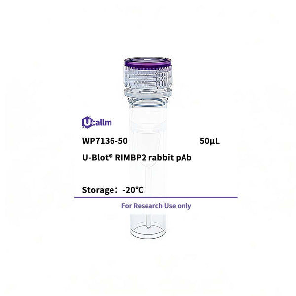 U-Blot® RIMBP2 Rabbit Polyclonal Antibody – Figure 1 of 1