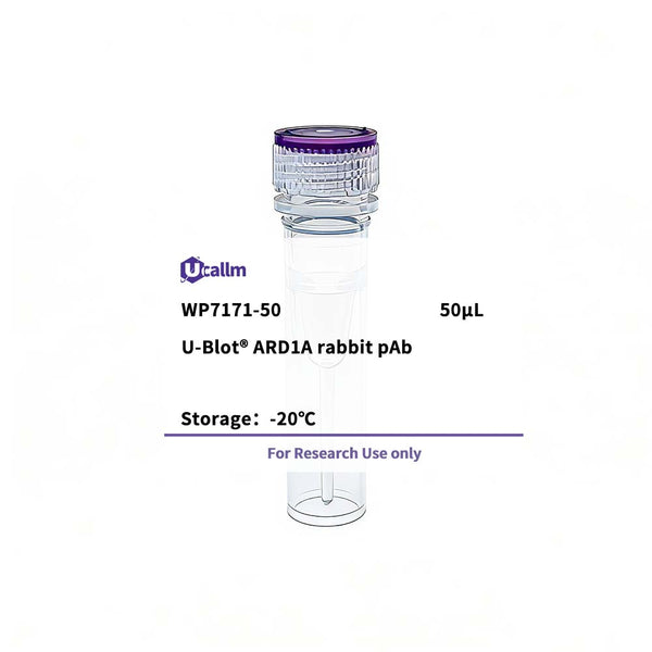 U-Blot® ARD1A Rabbit Polyclonal Antibody – Figure 1 of 1
