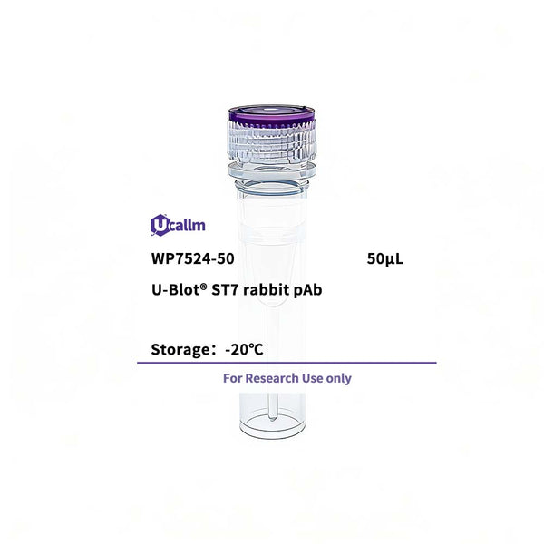U-Blot® ST7 Rabbit Polyclonal Antibody – Figure 1 of 1