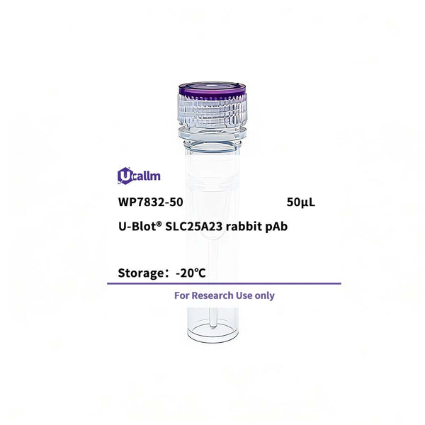 U-Blot® SLC25A23 Rabbit Polyclonal Antibody – Figure 1 of 1