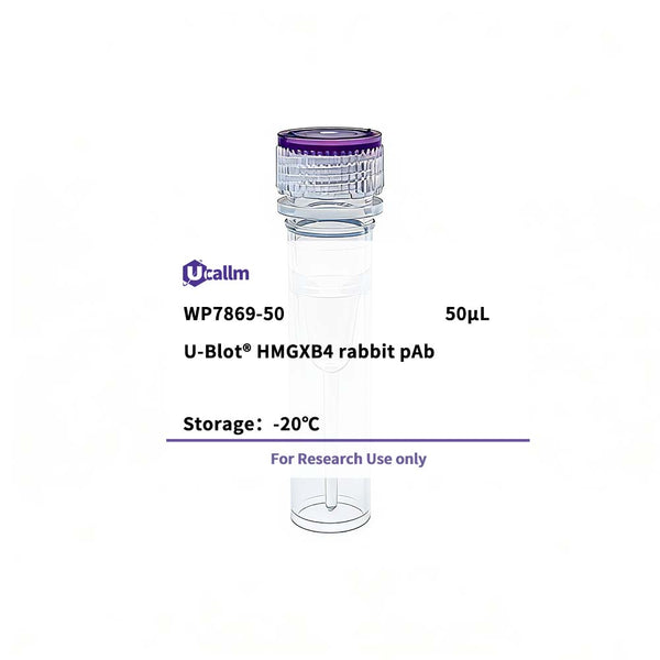 U-Blot® HMGXB4 Rabbit Polyclonal Antibody – Figure 1 of 1