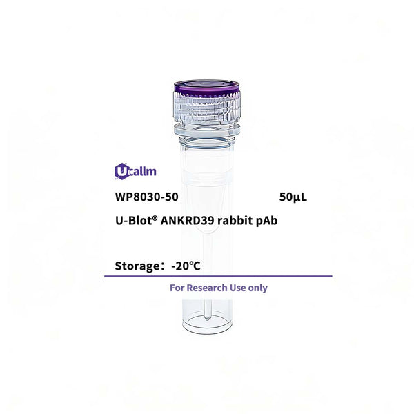 U-Blot® ANKRD39 Rabbit Polyclonal Antibody – Figure 1 of 1