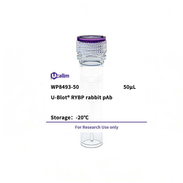 U-Blot® RYBP Rabbit Polyclonal Antibody – Figure 1 of 1