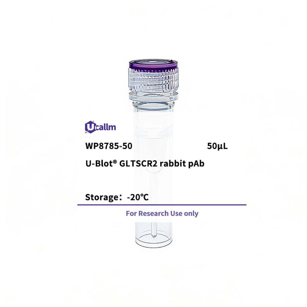 U-Blot® GLTSCR2 Rabbit Polyclonal Antibody – Figure 1 of 1