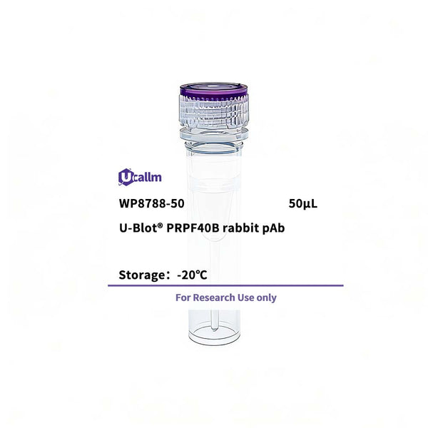 U-Blot® PRPF40B Rabbit Polyclonal Antibody – Figure 1 of 1