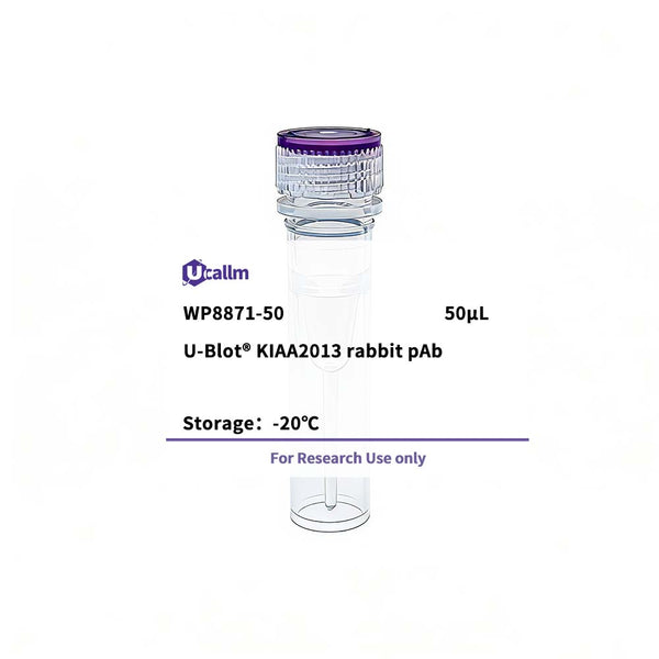 U-Blot® KIAA2013 Rabbit Polyclonal Antibody – Figure 1 of 1