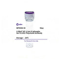 U-Blot® AP-1/Jun D (Phospho Ser73/100) Rabbit Polyclonal Antibody – Figure 1 of 1