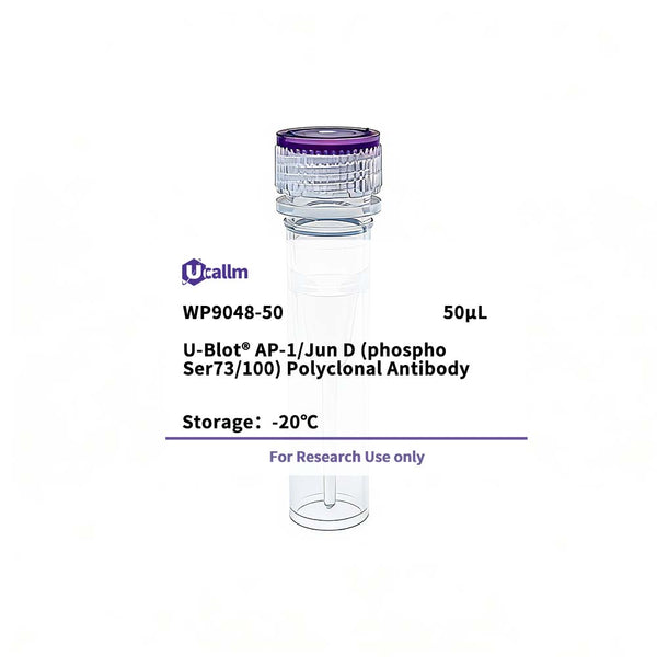 U-Blot® AP-1/Jun D (Phospho Ser73/100) Rabbit Polyclonal Antibody – Figure 1 of 1