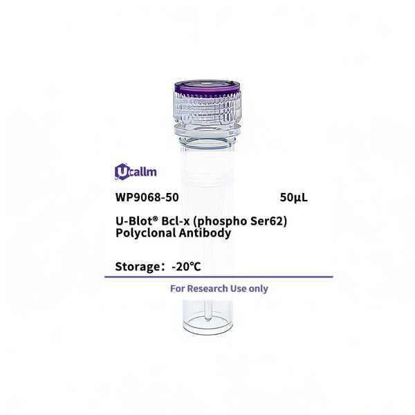 U-Blot® Bcl-x (Phospho Ser62) Rabbit Polyclonal Antibody – Figure 1 of 1