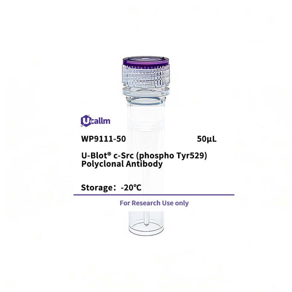 U-Blot® c-Src (Phospho Tyr529) Rabbit Polyclonal Antibody – Figure 1 of 1