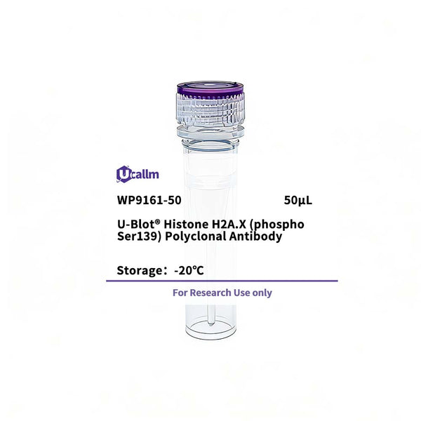 U-Blot® Histone H2A.X (Phospho Ser139) Rabbit Polyclonal Antibody (WP9161) – Figure 1 of 1