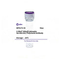 U-Blot® IKKα/β (Phospho Ser180/181) Rabbit Polyclonal Antibody – Figure 1 of 1