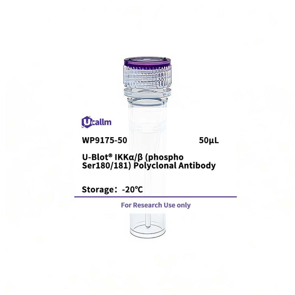 U-Blot® IKKα/β (Phospho Ser180/181) Rabbit Polyclonal Antibody – Figure 1 of 1