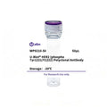 U-Blot® HER2 (Phospho Tyr1221/Y1222) Rabbit Polyclonal Antibody (WP9210) – Figure 1 of 1