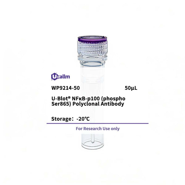 U-Blot® NFκB-p100 (Phospho Ser865) Rabbit Polyclonal Antibody – Figure 1 of 1