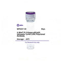 U-Blot® PI 3 kinase p85/p55 (Phospho Tyr467/199) Rabbit Polyclonal Antibody – Figure 1 of 1