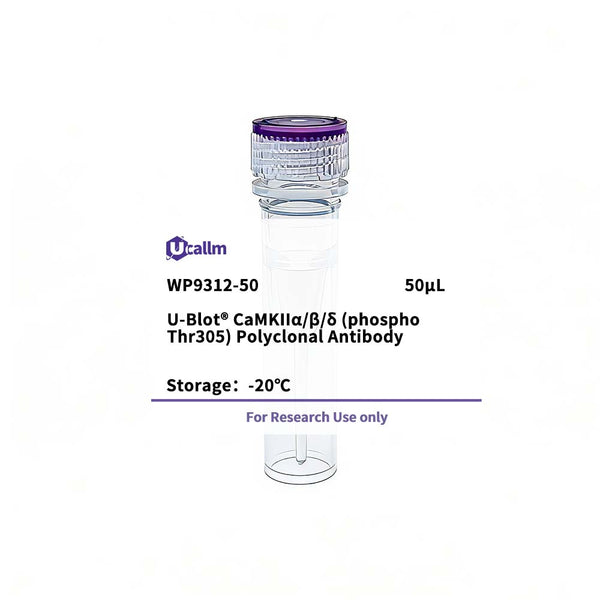 U-Blot® CaMKIIα/β/δ (Phospho Thr305) Rabbit Polyclonal Antibody – Figure 1 of 1