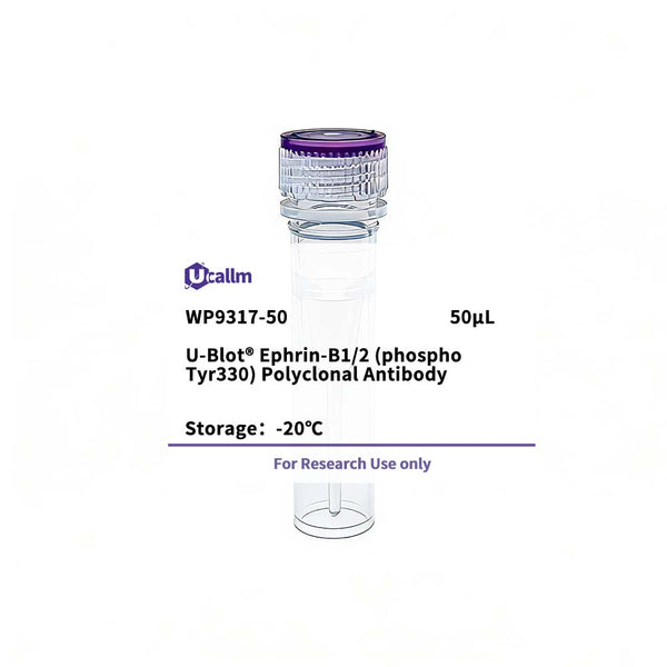 U-Blot® Ephrin-B1/2 (Phospho Tyr330) Rabbit Polyclonal Antibody – Figure 1 of 1