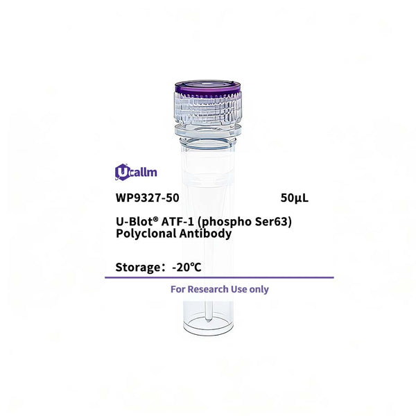 U-Blot® ATF-1 (Phospho Ser63) Rabbit Polyclonal Antibody – Figure 1 of 1