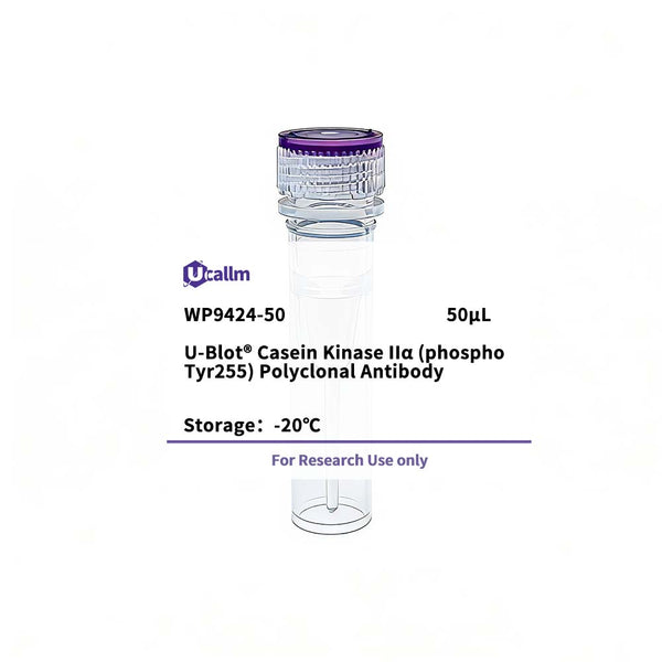 U-Blot® Casein Kinase IIα (Phospho Tyr255) Rabbit Polyclonal Antibody – Figure 1 of 1