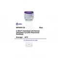 U-Blot® Intestinal Cell Kinase (Phospho Tyr159) Rabbit Polyclonal Antibody – Figure 1 of 1