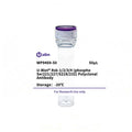 U-Blot® Rsk-1/2/3/4 (Phospho Ser221/227/S218/232) Rabbit Polyclonal Antibody – Figure 1 of 1