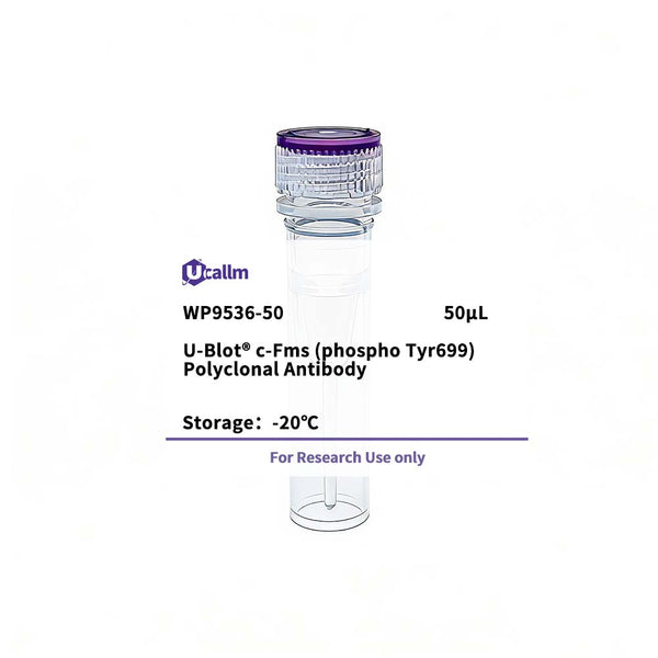U-Blot® c-Fms (Phospho Tyr699) Rabbit Polyclonal Antibody – Figure 1 of 1